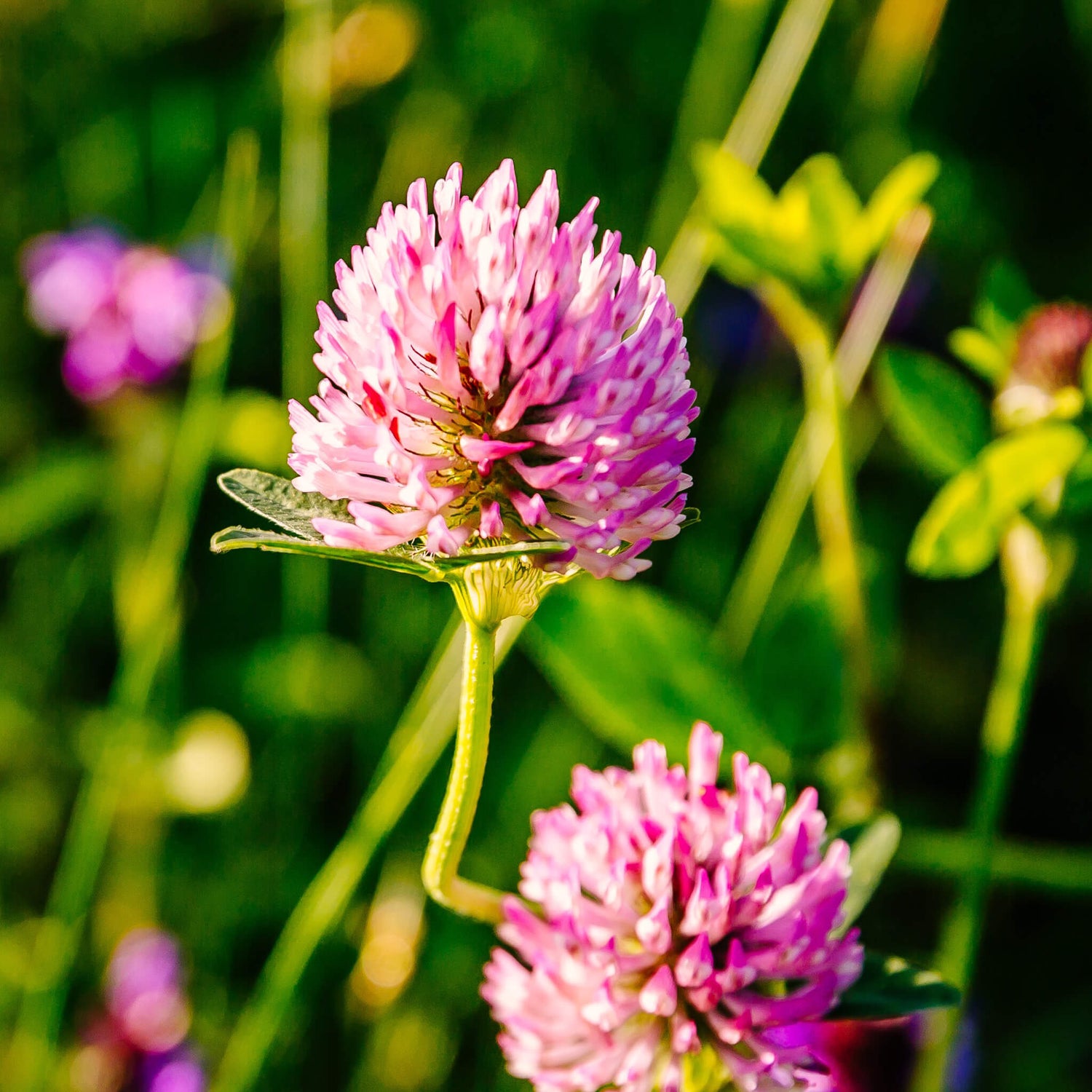 Green plant stems with pink flowers