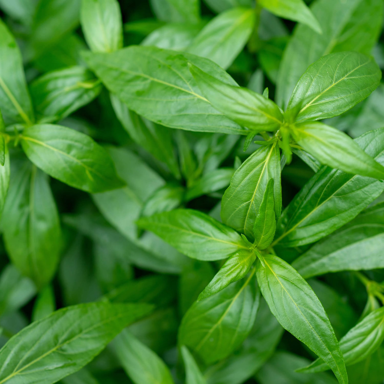 Green leaf