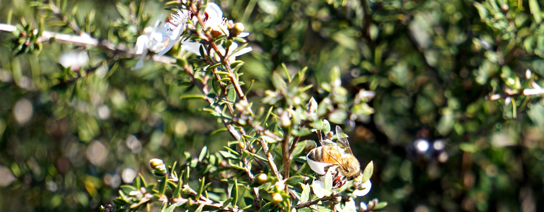 What are the health benefits of Mānuka Honey?