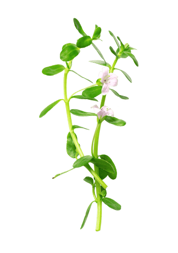 Bacopa