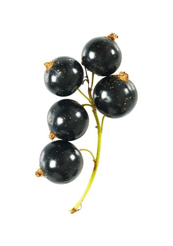 Blackcurrant