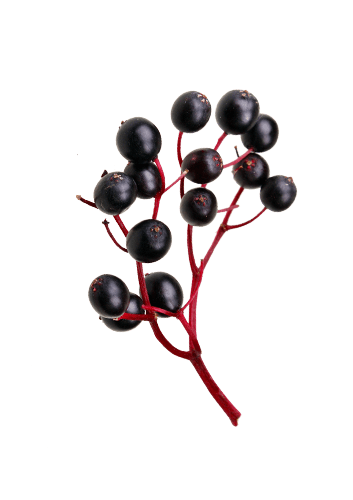 Elderberry