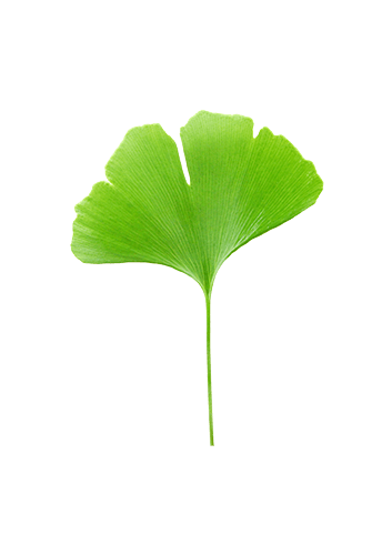 Ginkgo