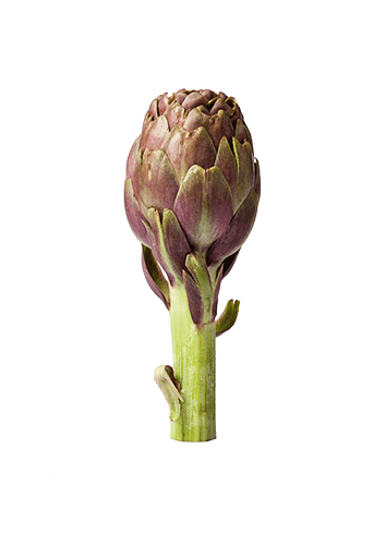 Globe Artichoke