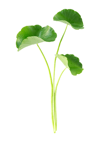 Gotu Kola