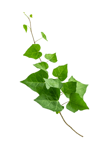 Ivy Leaf (Hedera Helix)