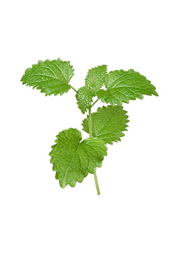 Lemon Balm