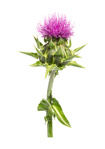 Milk Thistle