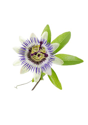 Passionflower