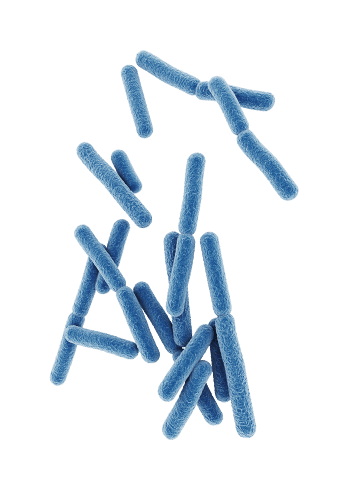 Bacillus coagulans SNZ 1969™