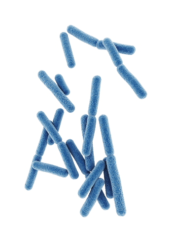 Bifidobacterium animalis BB-12™