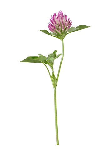 Red Clover