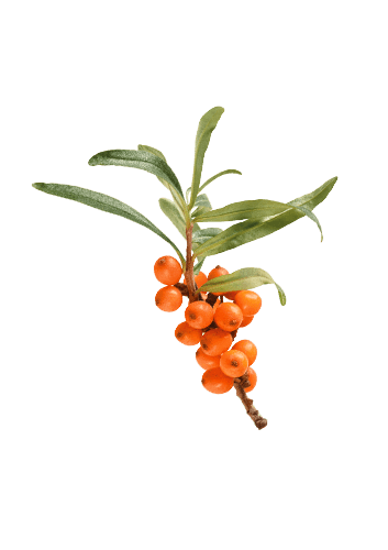 Seabuckthorn Oil