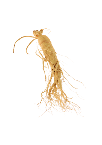 Siberian Ginseng
