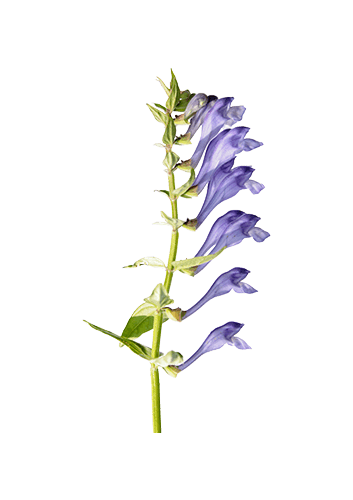 Skullcap