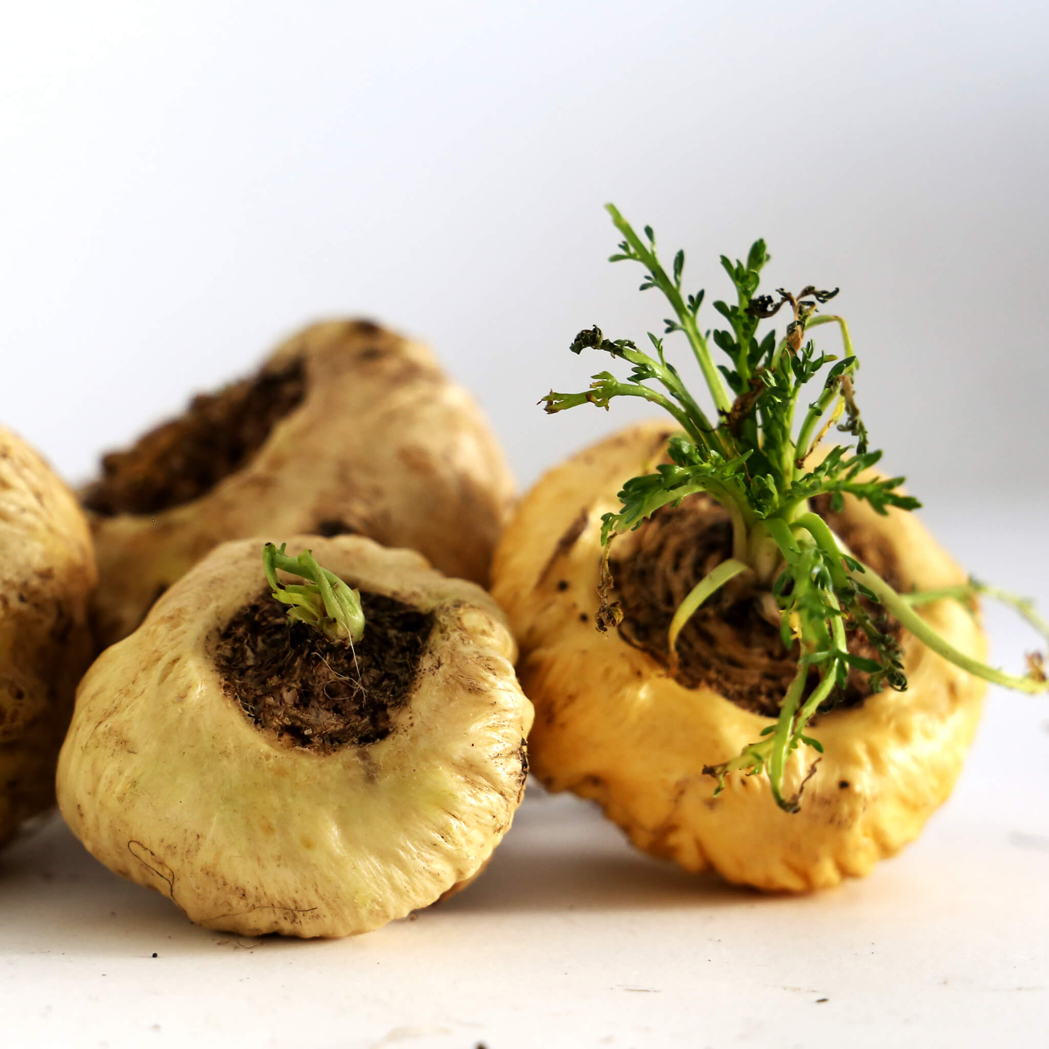 MACA Performance Plus | Clinicians – Clinicians - Science you can feel