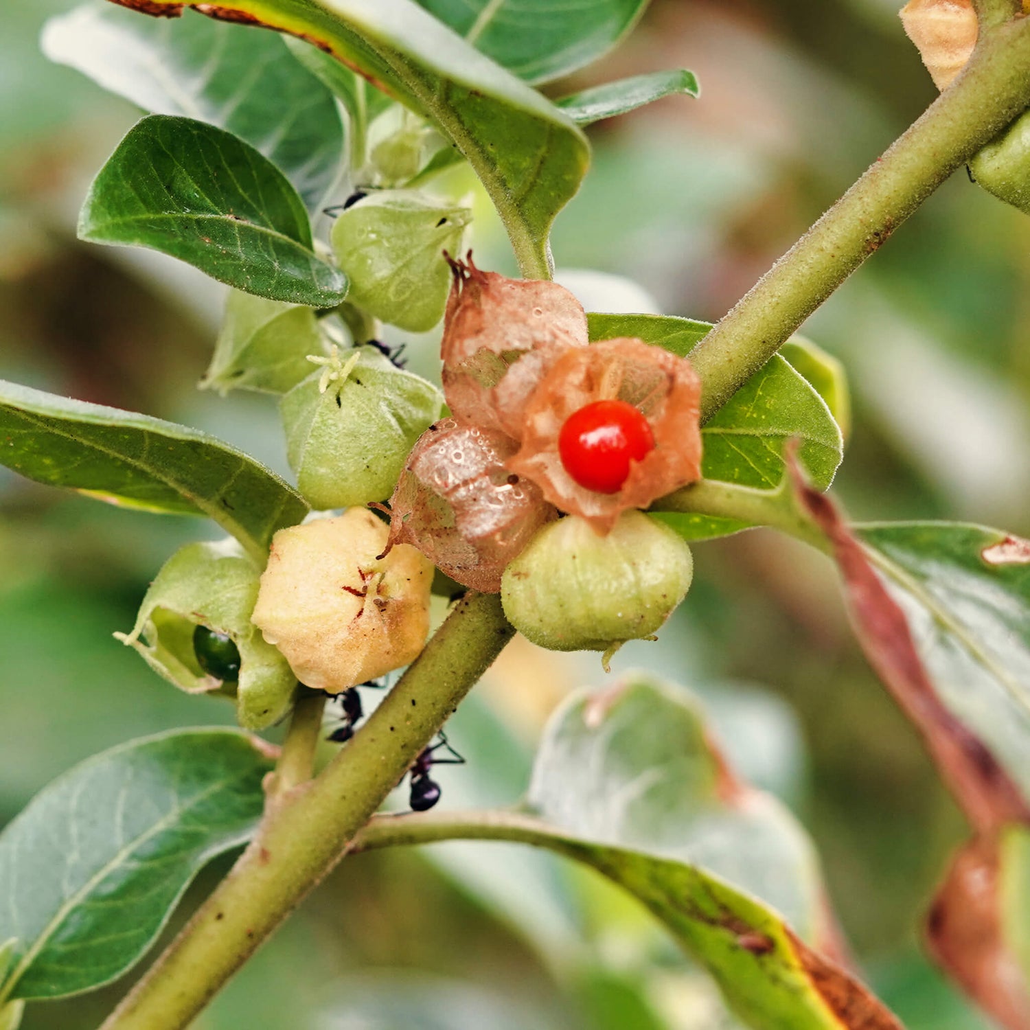 A cluster of berries on a green stem